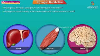 Glycogen Synthesis Glycogenesis Animation Medical Biochemistry [upl. by Hutton]