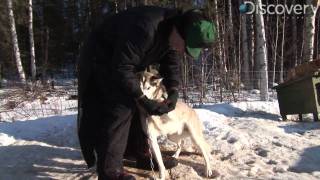 Iditarod A Tough Journey for Dogs [upl. by Rehteh]