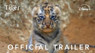 Disneynatures Tiger  Official Trailer [upl. by Haig323]