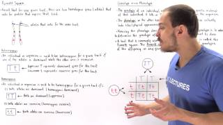 Genotypes Phenotypes and Punnett Square [upl. by Lance176]