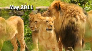 Bronx Zoo Lion Triplets At One [upl. by Ytok]