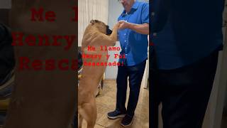 Perros lindos rescuedog pets vlogs mascotas petslover shorts [upl. by Sonstrom]