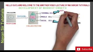 lecture 10 Development of Monocot Embryo  Animated way [upl. by Farika]