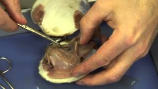 Mussel Dissection [upl. by Aymer724]