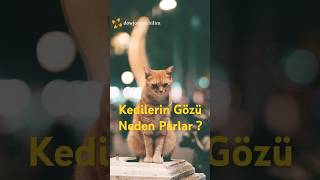 Kedilerin Gözü Neden Parlar  shorts kedi felis anatomi tapetumlucidum [upl. by Keyte423]