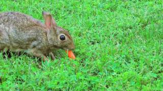 Hand Feeding a Wild Rabbit [upl. by Bekah551]