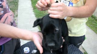 Cane Corso taping ears [upl. by Moersch]