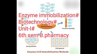 Enzyme Immobilization Biotechnology6th Sem BPharmacyTelugu [upl. by Enttirb]