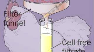 Avian Sarcoma Leukosis Virus  Cancer in Chickens  ASLV [upl. by Ycnaf]