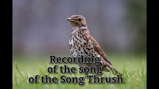 Drozd śpiewak turdus philomelos song thrush [upl. by Htidra]