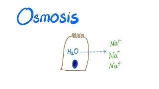 Osmosis Osmotic pressure and Osmolality [upl. by Anivle]