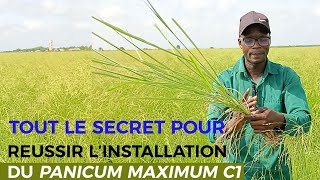 TOUT LE SECRET POUR RÉUSSIR LINSTALLATION DU PANICUM C1 [upl. by Uhthna561]