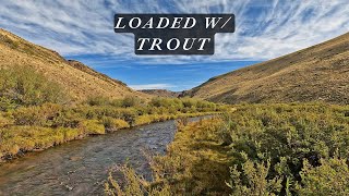 40 browns in 4 hoursthis creek is loaded with trout [upl. by Aufa]