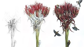 Gymea Lily with Eastern Spinebills  Angus Fisher TIME LAPSE DRAWING [upl. by Rubi]