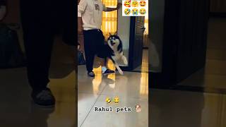 Funny cheating 🤣😂😂 rahulpets love funnydogs shortsfeed doglover funny shortsviral [upl. by Arrat]