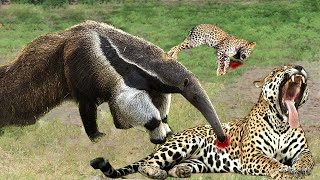 Giant Anteater Becomes Jaguars Fear After the Attack What Makes Jaguar Run From Giant Anteater [upl. by Grindlay]