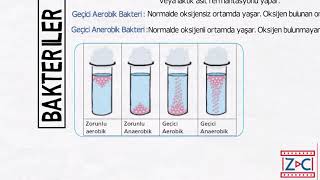 Bakterilerin oksijen ihtiyacı [upl. by Hardy]