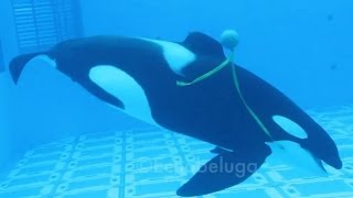 Tilikum with his Toy and Trua at Shamu Underwater Viewing 9813 [upl. by Nylesoj156]