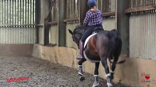 What does a dressage training session REALLY look like Making WonkyHorses trot special [upl. by Miko]