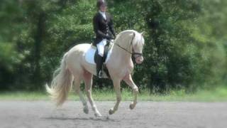 Saphiro  Cremello APSL Revised Lusitano Stallion [upl. by Waldemar516]