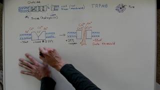 Lesson 2 The TRPM8 protein [upl. by Wernher]