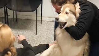 Huskys freaking out when realize he is in the vet 🤣 Funny Dogs Reaction [upl. by Ntsuj816]