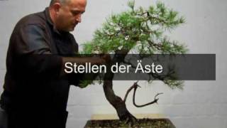 Bonsai  Umgestaltung TEIL2  Sylvestris by Merlin [upl. by Felic27]