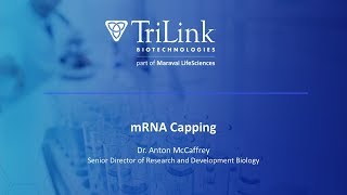 mRNA Capping [upl. by Aaberg]