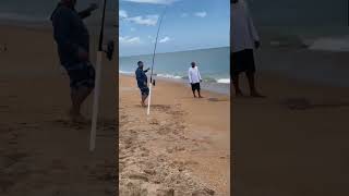 Big Bonnethead Shark Ormond Beach fishing floridabeach fish shark shorts [upl. by Adnarym]