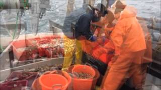 PRAWN TRAWLING SCOTLAND aboard Hawthorn FR25 GoPro [upl. by Ahseina809]