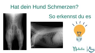 Schmerzen beim Hund Nutze die Kiblersche Hautfalte und finde es heraus [upl. by Osnohpla]