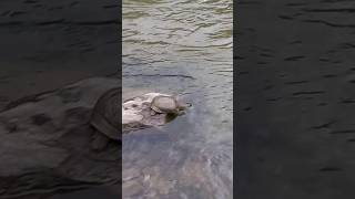 물살에 휩쓸려 뒤집힌 자라a softshelled turtle flipped over by the current shorts 자라 거북 동물 [upl. by Enelez]