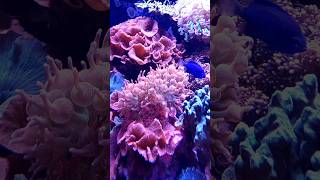 Bubble Tip Anemone 🐠 Salt Water Aquarium marineaquarium [upl. by Atiuqram637]