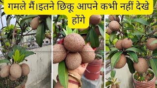 chikusapotasapodillachikoo plant full of fruits in potupdate on chiku plant in pot fruit in bulk [upl. by Revart]