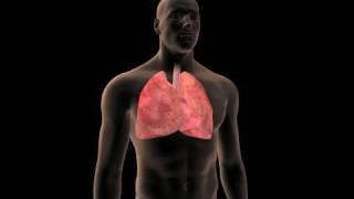 Lung Cancer Prevention [upl. by Meldoh]