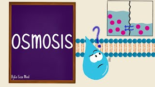 Osmosis  Osmolarity  Osmotic Equilibrium  Transport Across the Cell Membrane  Cell Physiology [upl. by Aelak276]