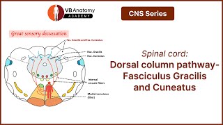 Spinal cord Dorsal column pathwayFasciculus Gracilis and Cuneatus [upl. by Deron]