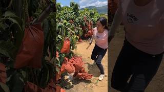 Cutting mango fruit so fresh with landscape natural fruit farm mango 2024 [upl. by Acinna]