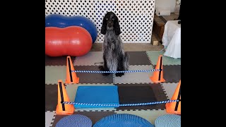 How to do Cavaletti Rail Exercises With Your Dog [upl. by Mariska]