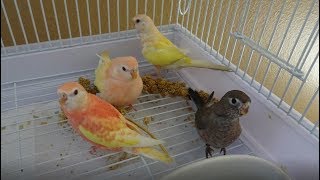 Bird Focus  Bourkes Parakeet  Diet Breeding and Colours [upl. by Koeppel]