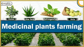 Medicinal Plants Farming  Medicinal Plants Cultivation Business  Medicinal Herbs  Corpbiz [upl. by Adnuahsar]