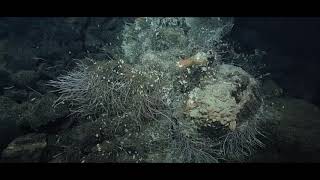 Exploring the Deep Sea Hydrothermal Vents of the Offshore Pacific [upl. by Llerrej]