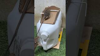 Best home mouse trapmouse trap tips [upl. by Netsyrc]