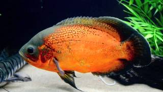 Red Oscar Cichlid [upl. by Opaline]