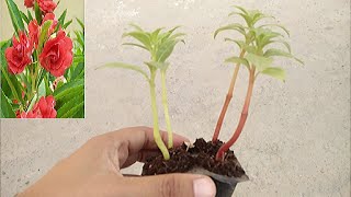 How To Grow Balsam From Seed Grow Balsamine Rose from seeds [upl. by Slade]