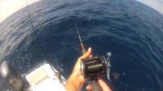 SARASOTA FLORIDA King Fish Barracuda and Grouper Fishing [upl. by Cletus697]