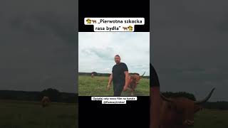 👨‍🌾🐂 „Pierwotna szkocka rasa bydła” 🐂👨‍🌾 rolnictwo rolnik byk natura mięso krowy [upl. by Howland951]