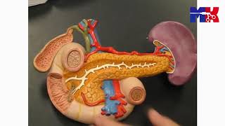 Anatomy of Pancreas [upl. by Petra]