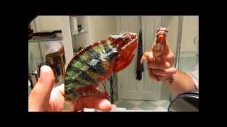 Panther chameleon changing colors [upl. by Therine185]