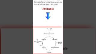 🌟Urea cycle Biochemistry 🌟 Urea cycle kya hai nursingstudent nursing shortsfeed biology [upl. by Fidelity]